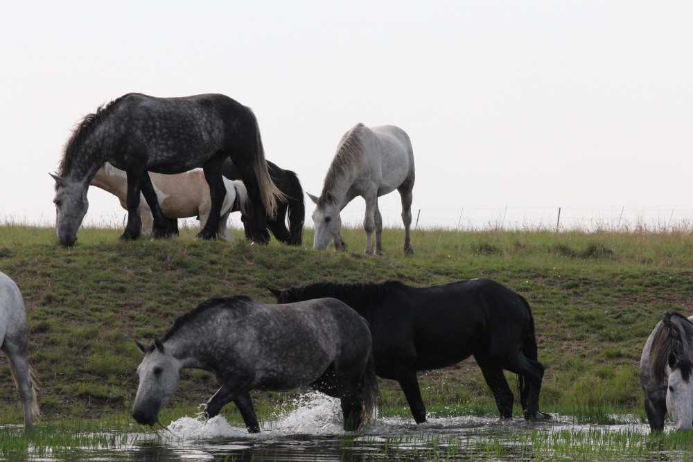 Pure bred percheron sport horses011.jpg